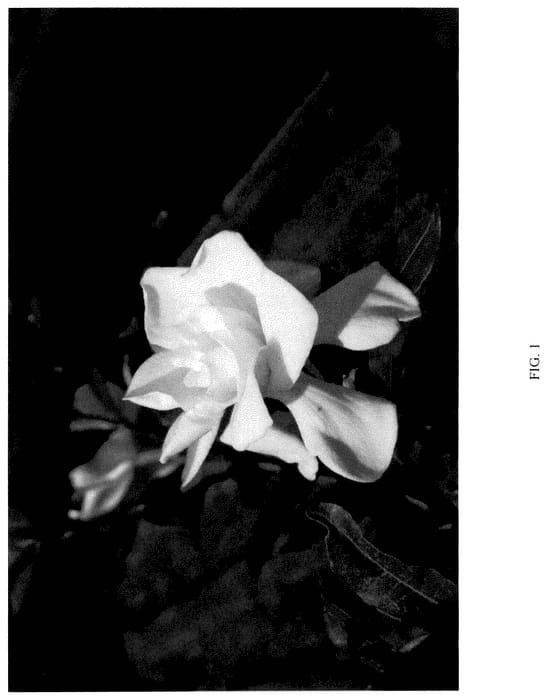 Figure 1 of US plant patent PP36142, the photograph of ST-15-20 printed in the patent.