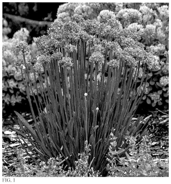 Figure 1 of US plant patent PP36143, the photograph of Pincushion printed in the patent.