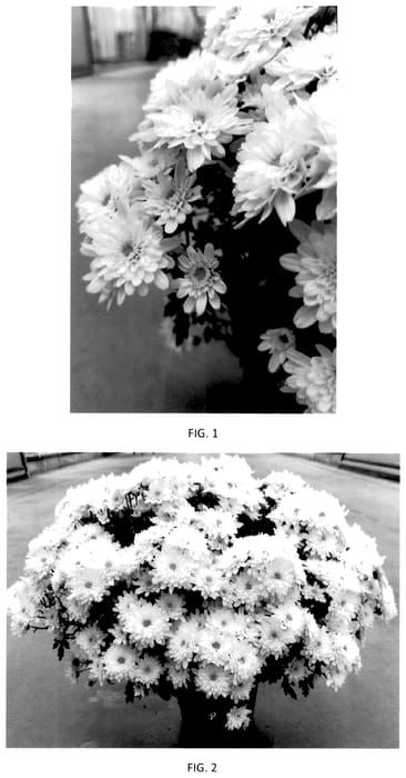 Figure 1 of US plant patent PP36144, the photograph of CIFZ0111 printed in the patent.