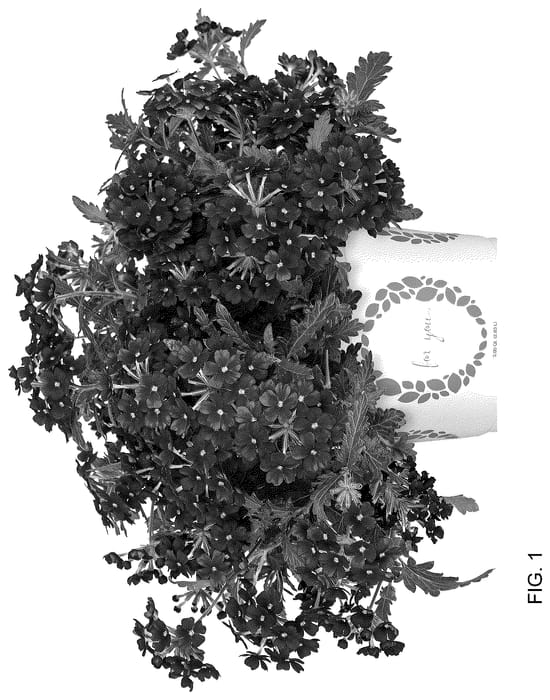 Figure 1 of US plant patent PP36145, the photograph of Doveremflabur 24 printed in the patent.