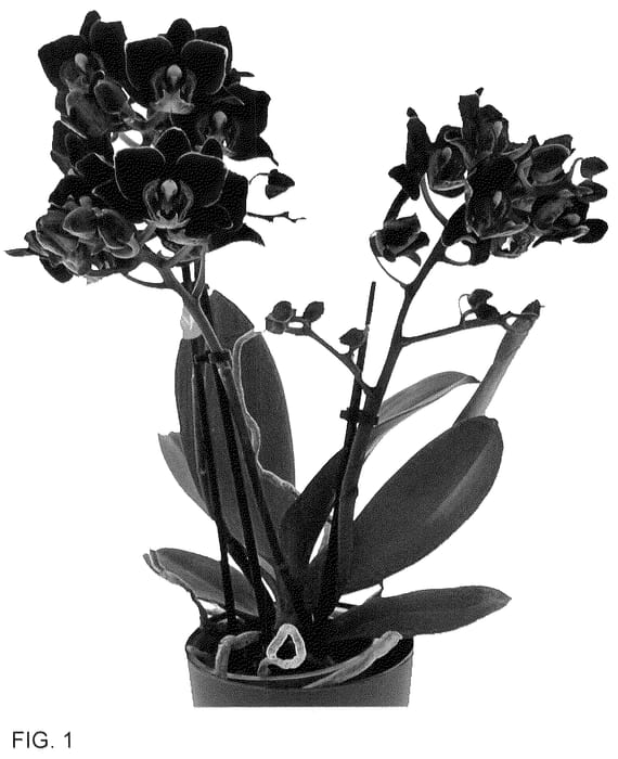 Figure 1 of US plant patent PP36146, the photograph of Anagram printed in the patent.