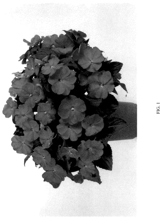 Figure 1 of US plant patent PP36147, the photograph of DNGISLPROR printed in the patent.