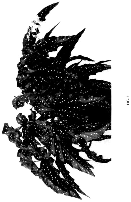 Figure 1 of US plant patent PP36148, the photograph of EC-BEGO-2304 printed in the patent.