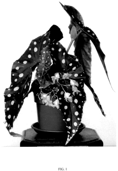 Figure 1 of US plant patent PP36149, the photograph of EC-BEGO-2305 printed in the patent.