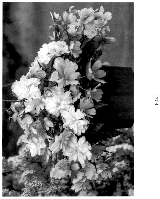 Figure 1 of US plant patent PP36150, the photograph of KERBESPIPPLE printed in the patent.