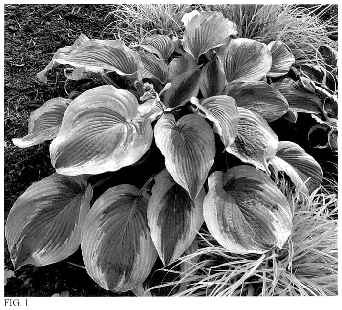Figure 1 of US plant patent PP36151, the photograph of Chance Encounter printed in the patent.