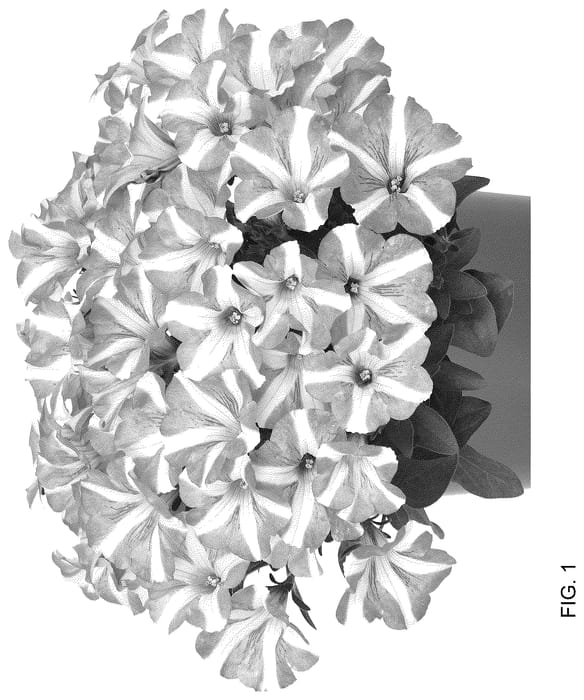 Figure 1 of US plant patent PP36152, the photograph of Dopetpepro printed in the patent.