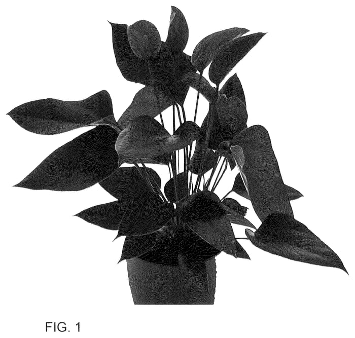 Figure 1 of US plant patent PP36153, the photograph of AN2143048 printed in the patent.