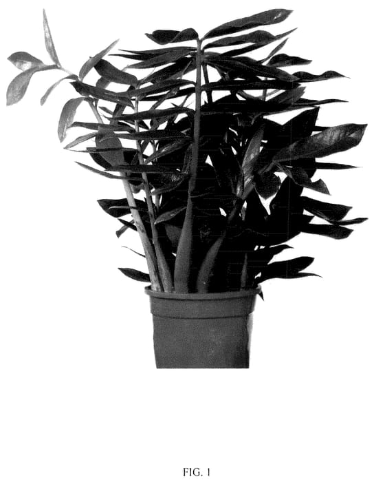 Figure 1 of US plant patent PP36154, the photograph of King printed in the patent.