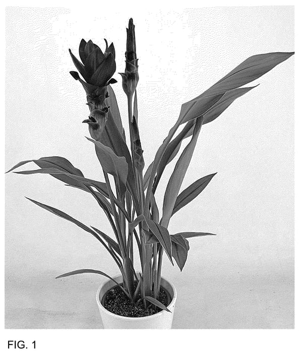 Figure 1 of US plant patent PP36155, the photograph of Cursumok printed in the patent.