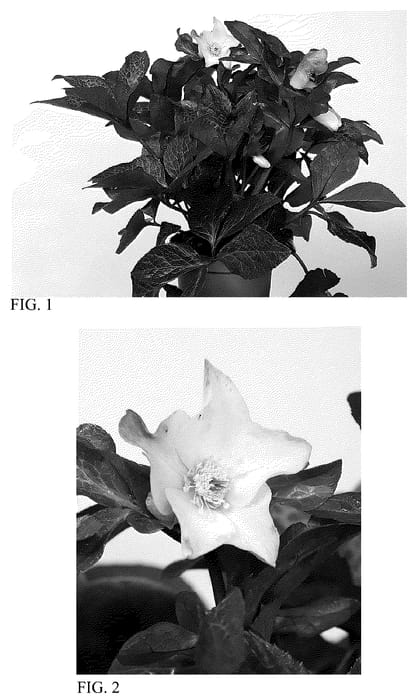 Figure 1 of US plant patent PP36156, the photograph of HM 1214 printed in the patent.