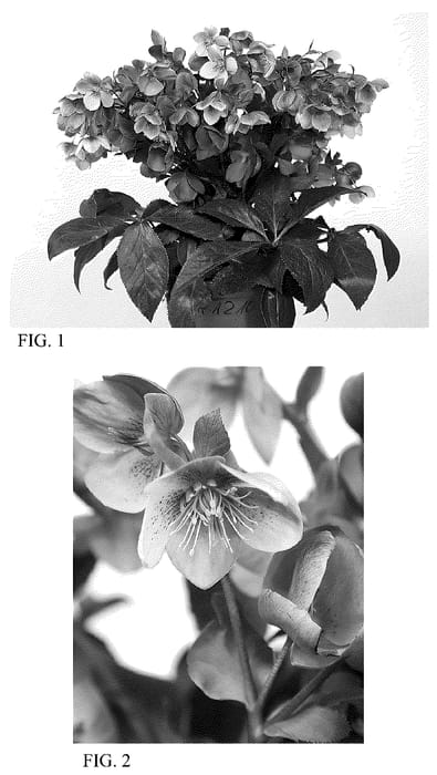 Figure 1 of US plant patent PP36157, the photograph of HER 1210 printed in the patent.