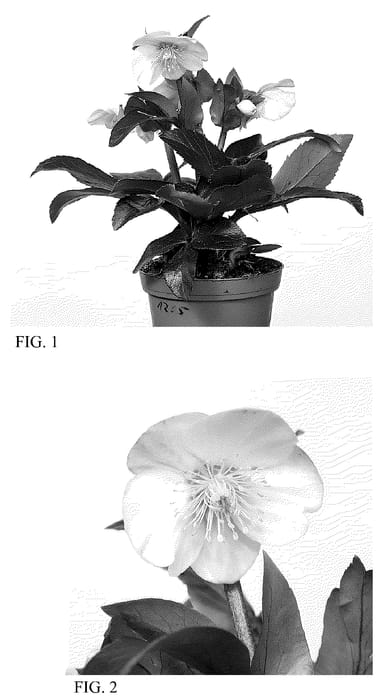 Figure 1 of US plant patent PP36158, the photograph of HG 1416 printed in the patent.