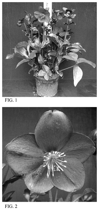 Figure 1 of US plant patent PP36159, the photograph of HG 1420 printed in the patent.