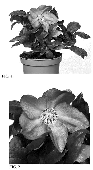 Figure 1 of US plant patent PP36160, the photograph of HON 1610 printed in the patent.