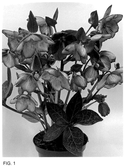 Figure 1 of US plant patent PP36161, the photograph of ET EPB 855 printed in the patent.