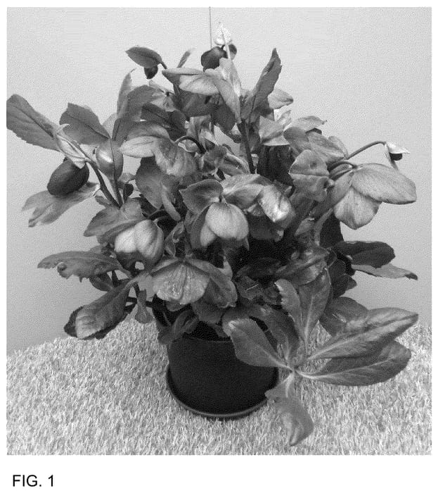 Figure 1 of US plant patent PP36162, the photograph of HL 1026 printed in the patent.