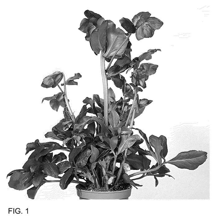 Figure 1 of US plant patent PP36163, the photograph of HL 1030 printed in the patent.