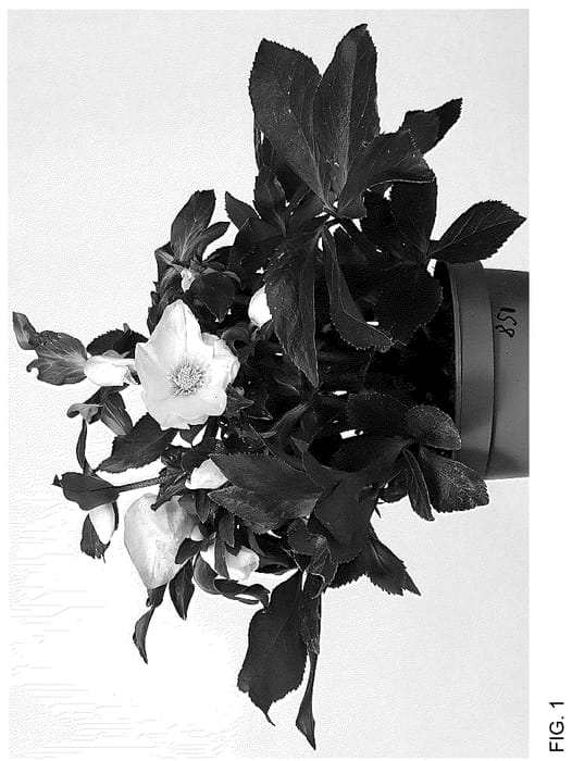 Figure 1 of US plant patent PP36164, the photograph of HL 1038 printed in the patent.