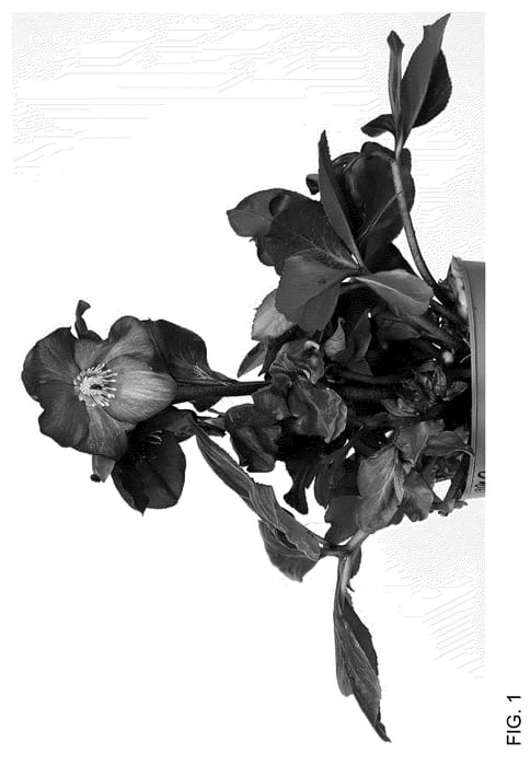 Figure 1 of US plant patent PP36165, the photograph of HL 1042 printed in the patent.