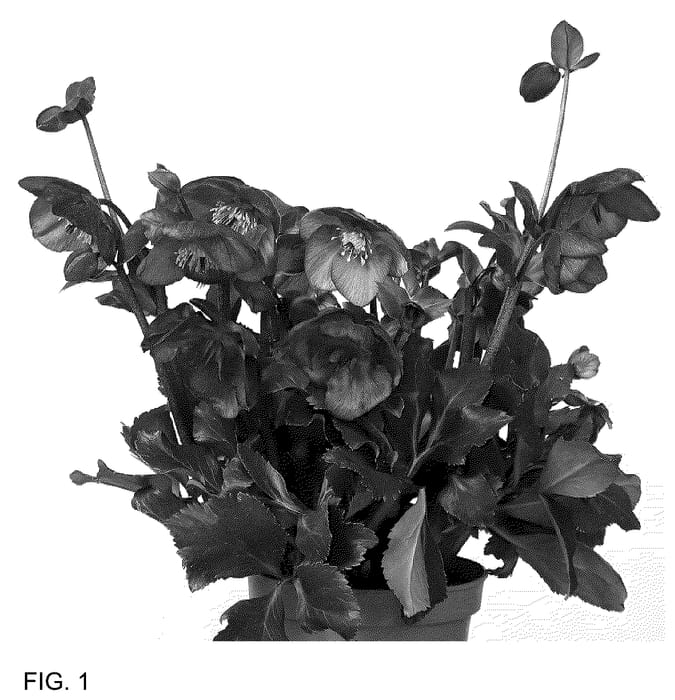 Figure 1 of US plant patent PP36166, the photograph of HL 1044 printed in the patent.
