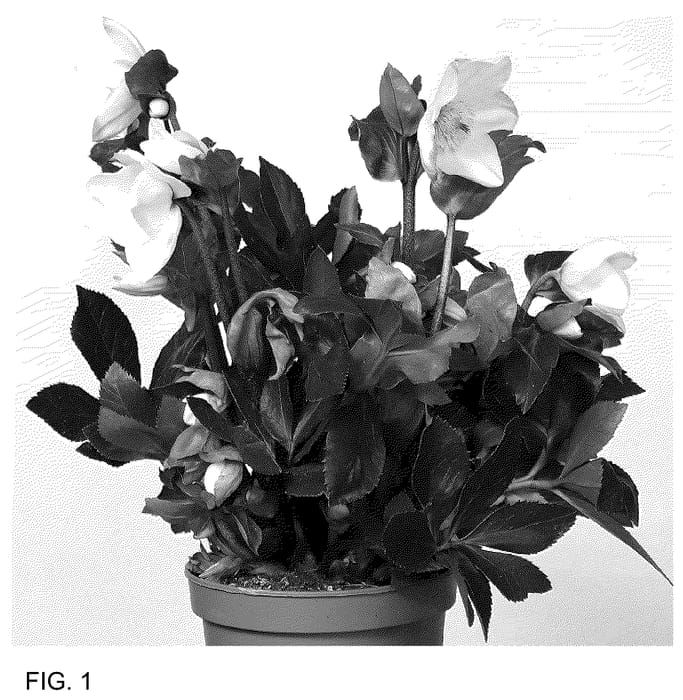 Figure 1 of US plant patent PP36167, the photograph of HL 1046 printed in the patent.