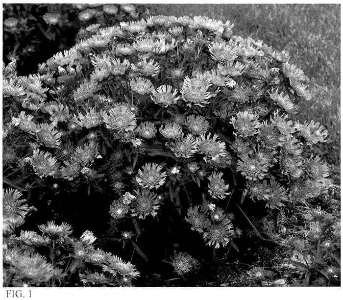 Figure 1 of US plant patent PP36168, the photograph of Riptide printed in the patent.
