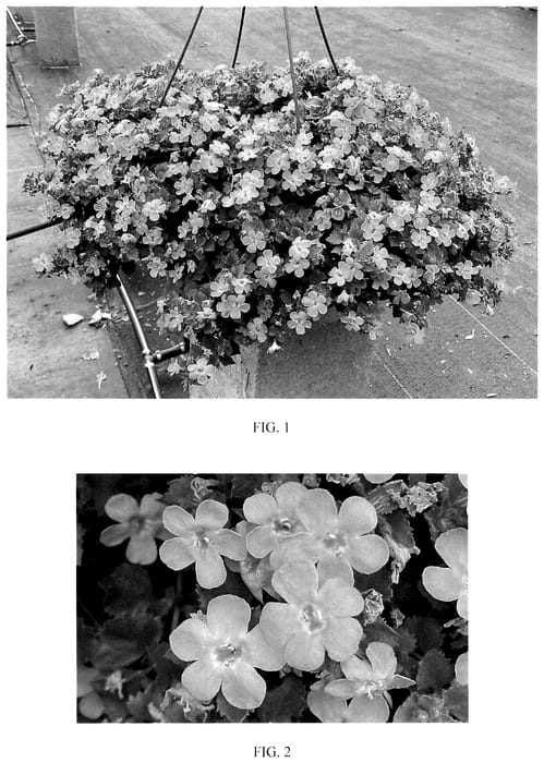 Figure 1 of US plant patent PP36169, the photograph of Balmecoluim printed in the patent.