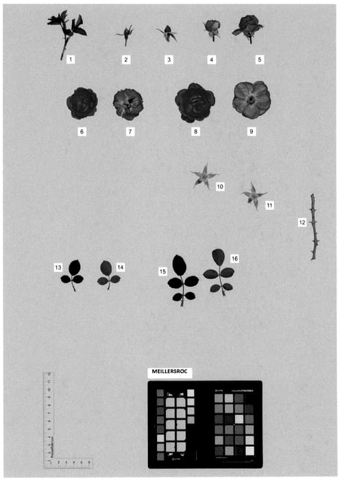 Figure 1 of US plant patent PP36170, the photograph of MEILLERSROC printed in the patent.
