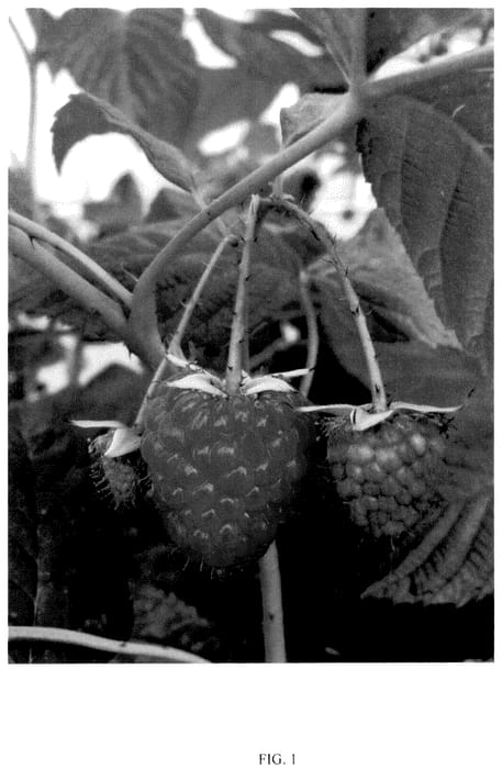 Figure 1 of US plant patent PP36171, the photograph of BT RASFIVE printed in the patent.