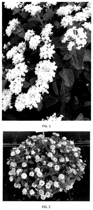 Figure 1 of US plant patent PP36172, the photograph of LANZ0046 printed in the patent.