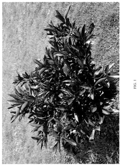 Figure 1 of US plant patent PP36173, the photograph of UCONNPCSDR printed in the patent.