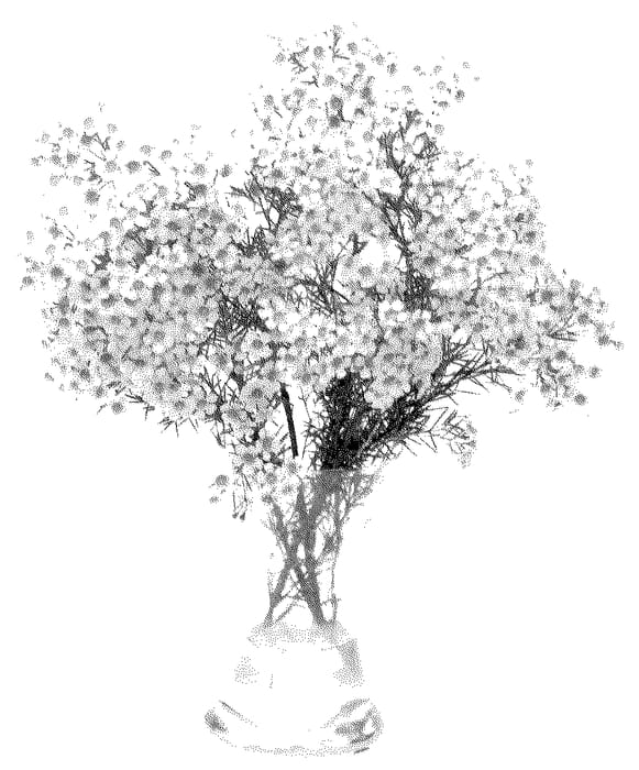 Figure 1 of US plant patent PP36174, the photograph of MOON printed in the patent.