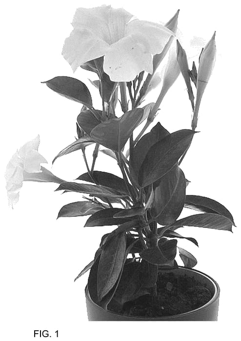 Figure 1 of US plant patent PP36175, the photograph of Bahwhite printed in the patent.