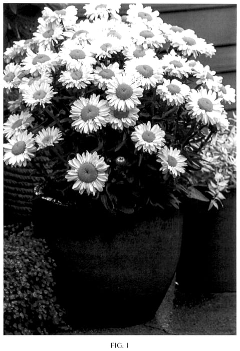 Figure 1 of US plant patent PP36176, the photograph of Real Solar printed in the patent.