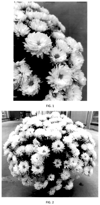 Figure 1 of US plant patent PP36177, the photograph of CIFZ0108 printed in the patent.