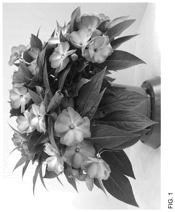 Figure 1 of US plant patent PP36178, the photograph of Dongipetpiswi printed in the patent.