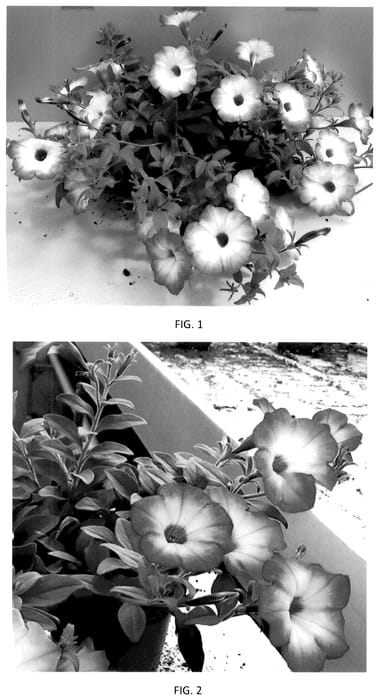 Figure 1 of US plant patent PP36179, the photograph of PEHY0083 printed in the patent.
