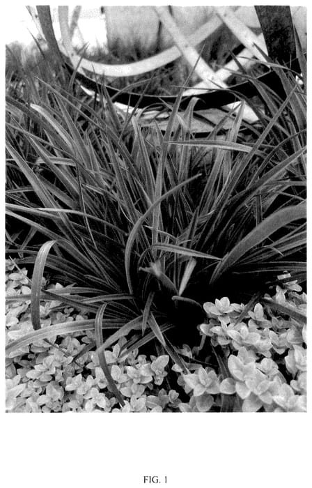 Figure 1 of US plant patent PP36180, the photograph of KFPHPM18 printed in the patent.