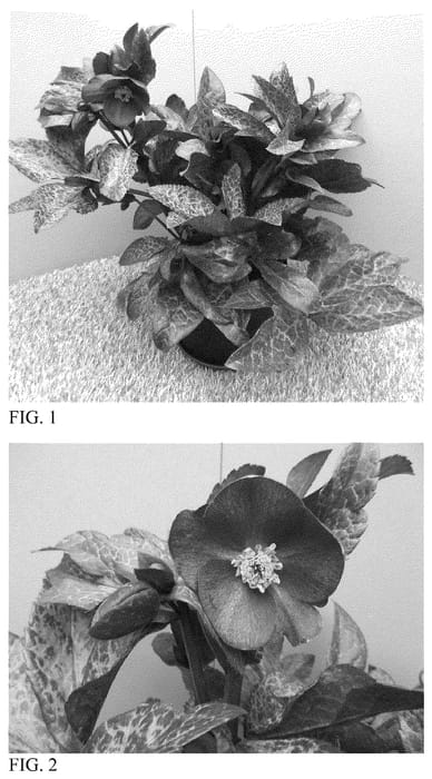 Figure 1 of US plant patent PP36181, the photograph of HM 1216 printed in the patent.
