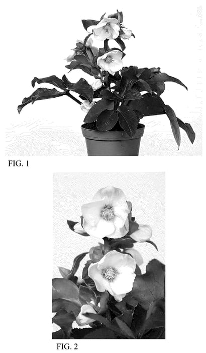 Figure 1 of US plant patent PP36182, the photograph of HG 1414 printed in the patent.