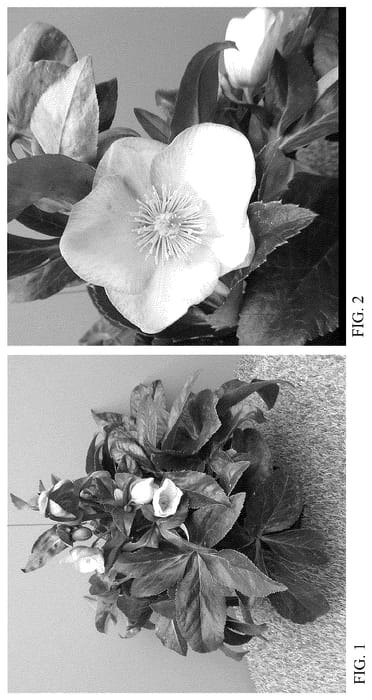 Figure 1 of US plant patent PP36183, the photograph of HF 1112 printed in the patent.