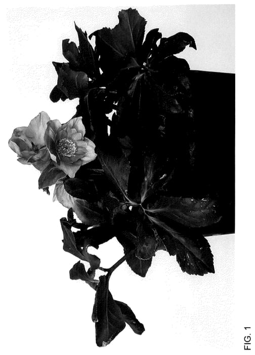 Figure 1 of US plant patent PP36184, the photograph of HL 1016 printed in the patent.