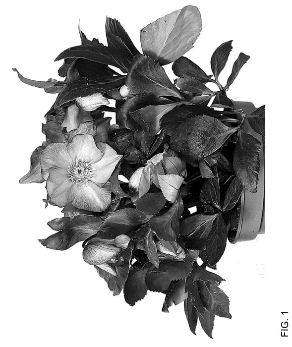 Figure 1 of US plant patent PP36185, the photograph of HL 1040 printed in the patent.