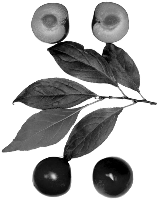 Figure 1 of US plant patent PP36186, the photograph of Sweet Pixie 6 printed in the patent.