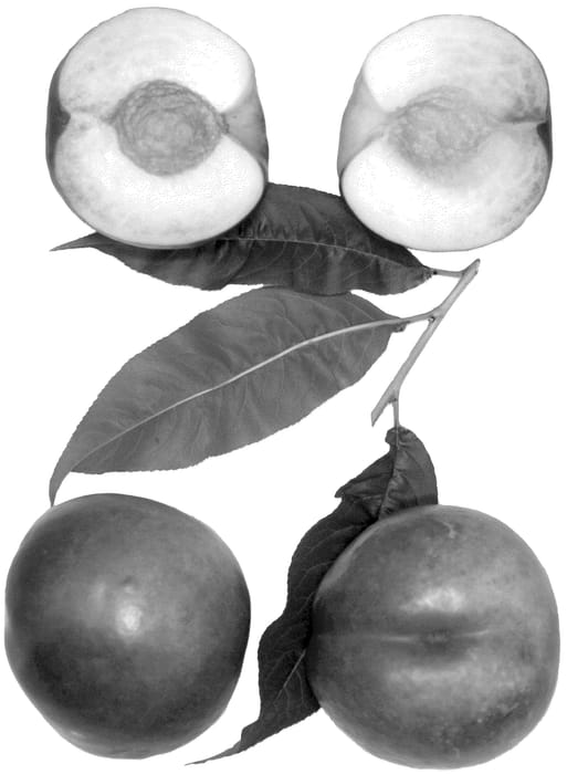 Figure 1 of US plant patent PP36187, the photograph of Polar Spring printed in the patent.