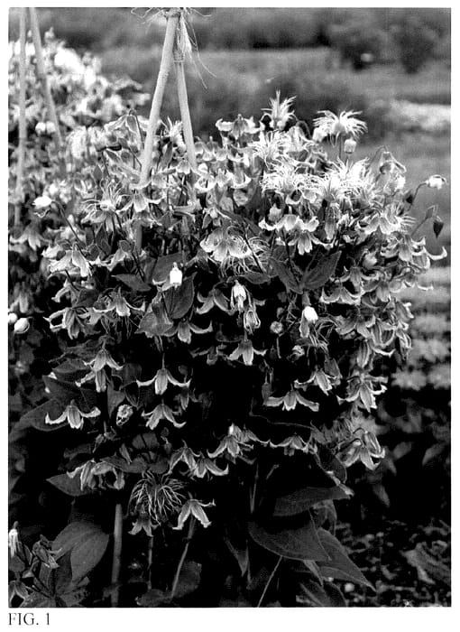 Figure 1 of US plant patent PP36188, the photograph of Stand by Me Pink printed in the patent.