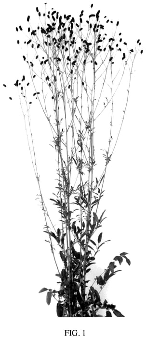 Figure 1 of US plant patent PP36189, the photograph of Strawberry Dream printed in the patent.