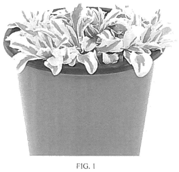 Figure 1 of US plant patent PP36190, the photograph of Arctic Fox printed in the patent.