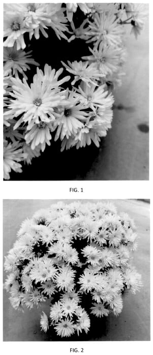 Figure 1 of US plant patent PP36191, the photograph of CIFZ0112 printed in the patent.